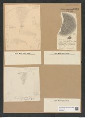 Coscinodiscus convexus A. Schm. (de-Toni-Nr.: Genus 202, Species 5041) Zeichnungen Sammlung Grunow Nr. 8786 (NHMW-BOT-W0378387)